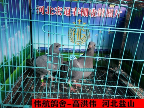 伟航鸽舍 高洪伟