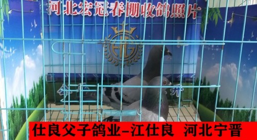 仕良父子鸽业 江仕良