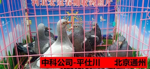 中科公司 平仕川