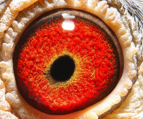 皓翔小棚决赛293名 