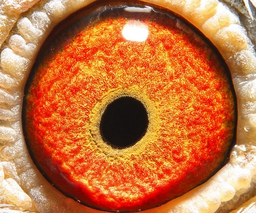 皓翔小棚决赛295名 