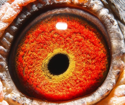 皓翔小棚决赛296名 