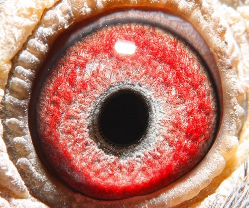 皓翔小棚决赛297名 