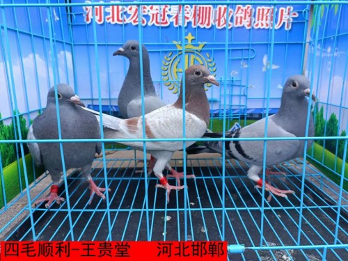 四毛顺利 王贵堂