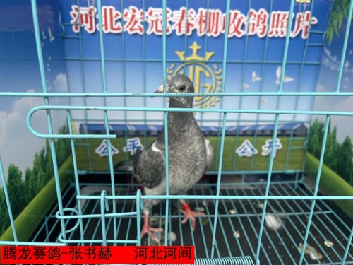 腾龙赛鸽 张书赫