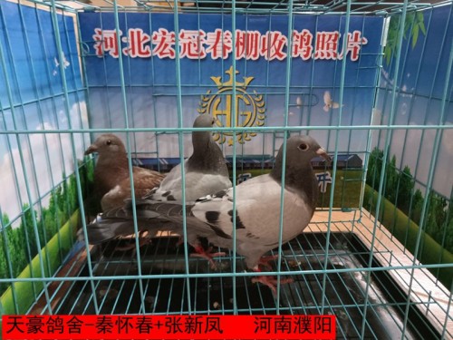 天豪鸽舍 秦怀春+张新凤