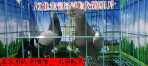 正义团队 刘春艳