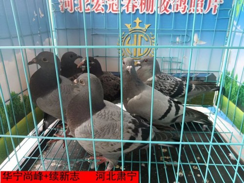 华宁尚峰+续新志