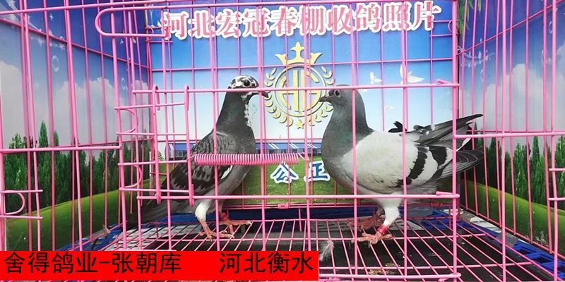 舍得鸽业 张朝库