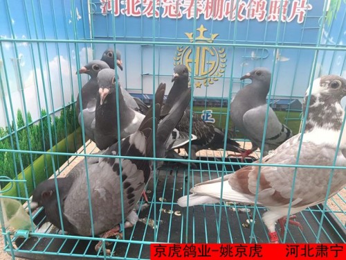 京虎鸽业 姚京虎