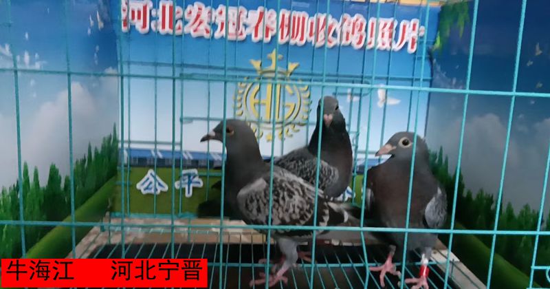 牛海江
