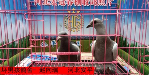 坏男孩鸽舍 赵向瑞