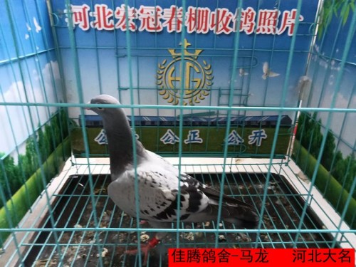 佳腾鸽舍 马龙