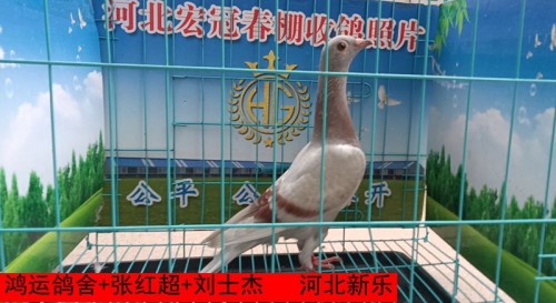 鸿运鸽舍+张红超+刘士杰
