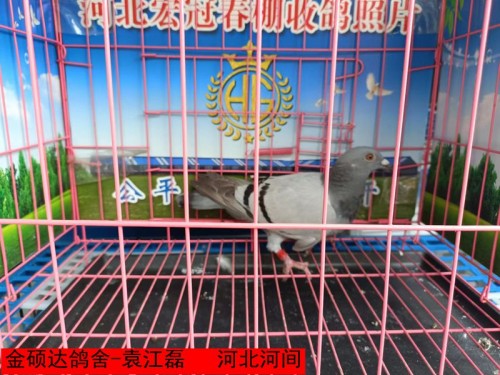 金硕达鸽舍 袁江磊