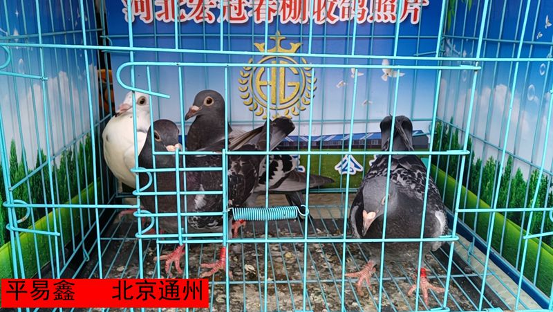 平易鑫