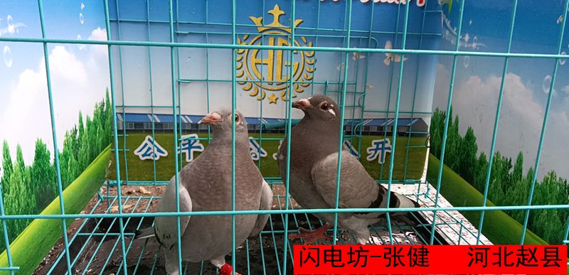 闪电坊 张健