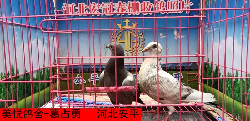 美悦鸽舍 葛占勇