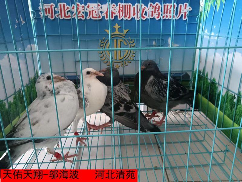 天佑天翔 邬海波