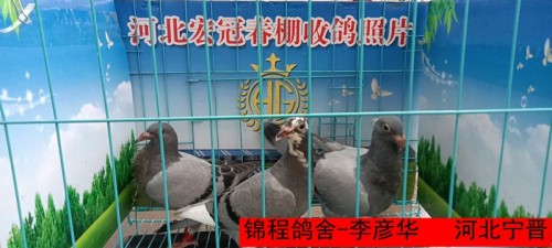 锦程鸽舍 李彦华
