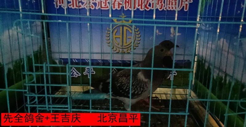 先全鸽舍+王吉庆1