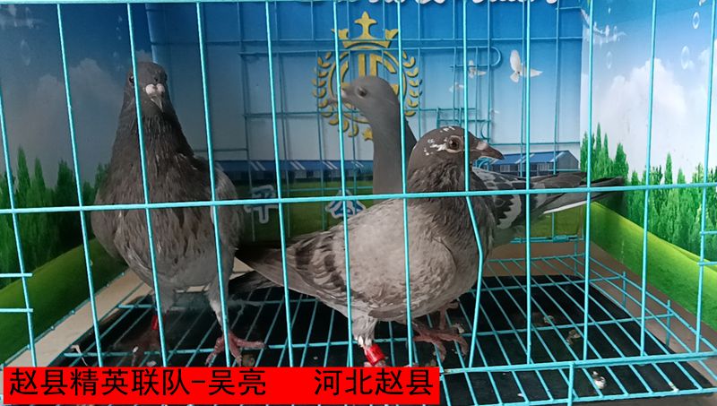 赵县精英联队 吴亮