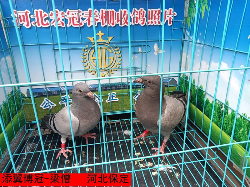 添翼博冠 梁僧