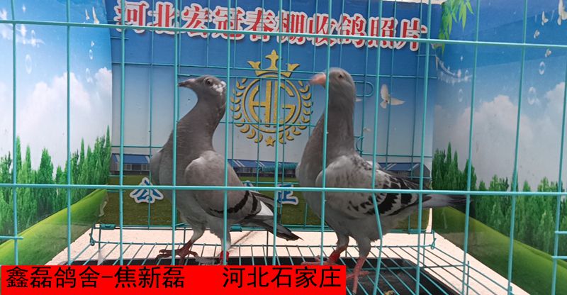 鑫磊鸽舍 焦新磊