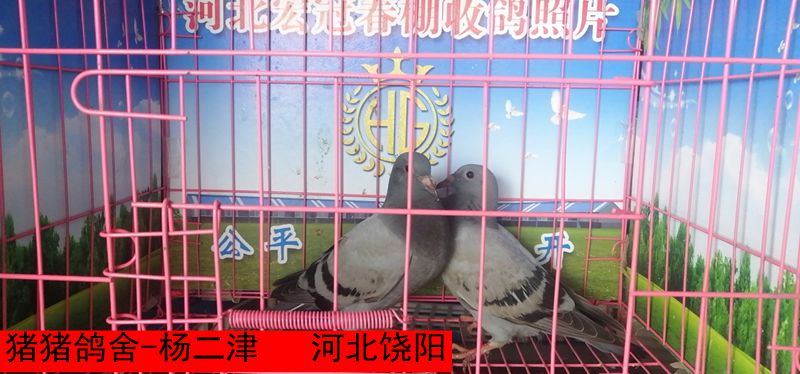 猪猪鸽舍 杨二津