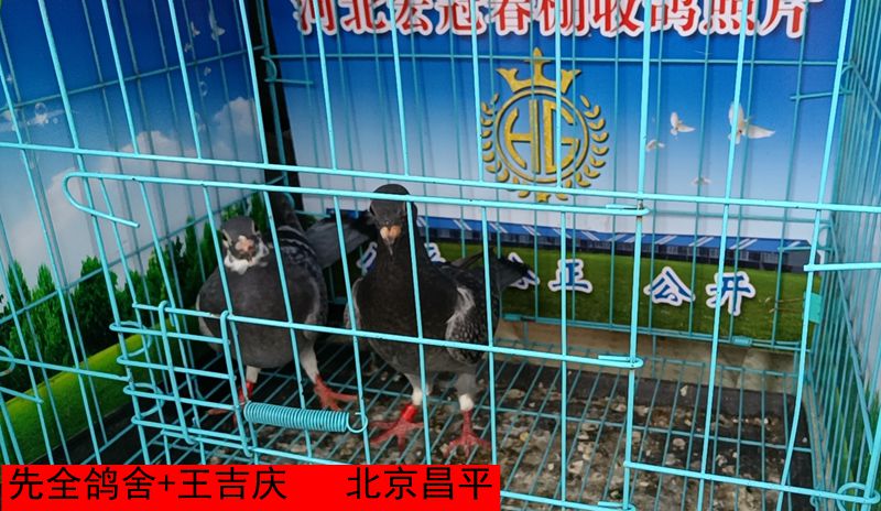 先全鸽舍+王吉庆
