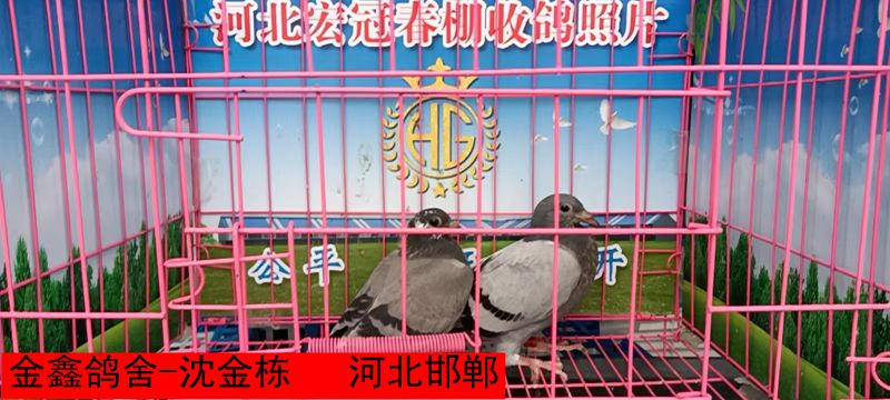 金鑫鸽舍 沈金栋