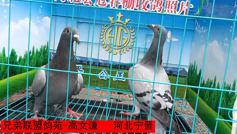 兄弟联盟鸽苑 高文谦