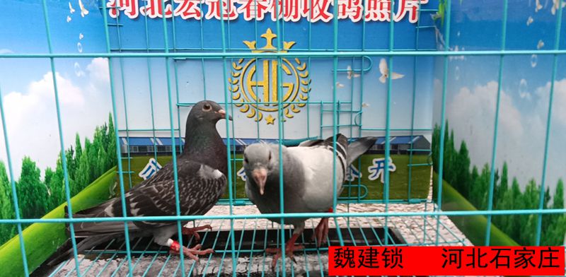 魏建锁