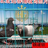 BlKTrL