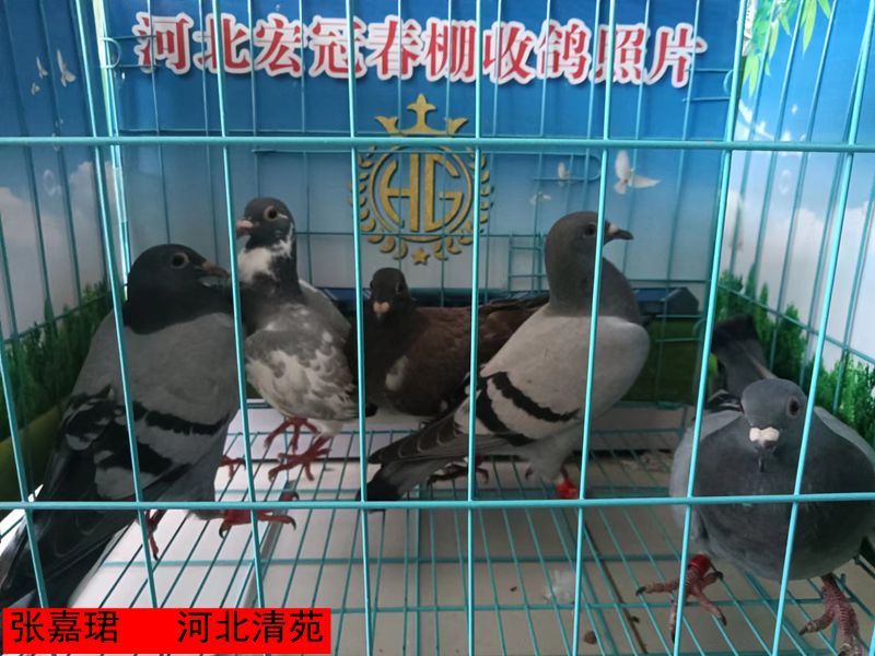 张嘉珺