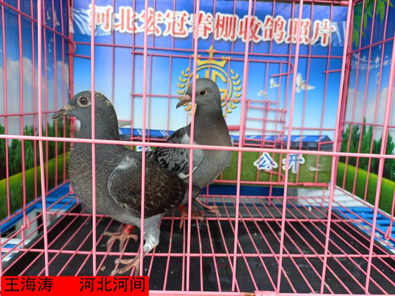 王海涛