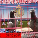 BlKmdJ