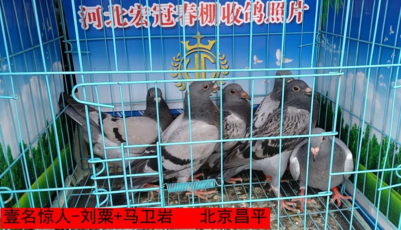 壹名惊人 刘粟+马卫岩