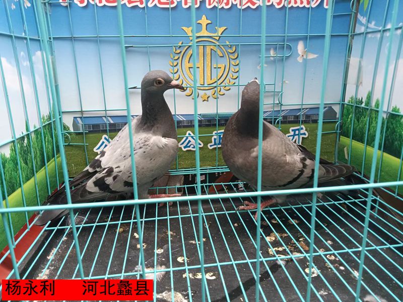 杨永利