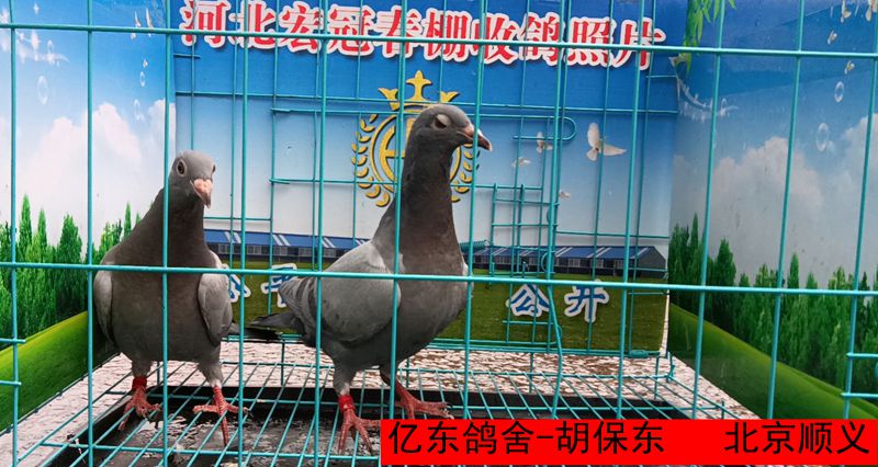 亿东鸽舍 胡保东