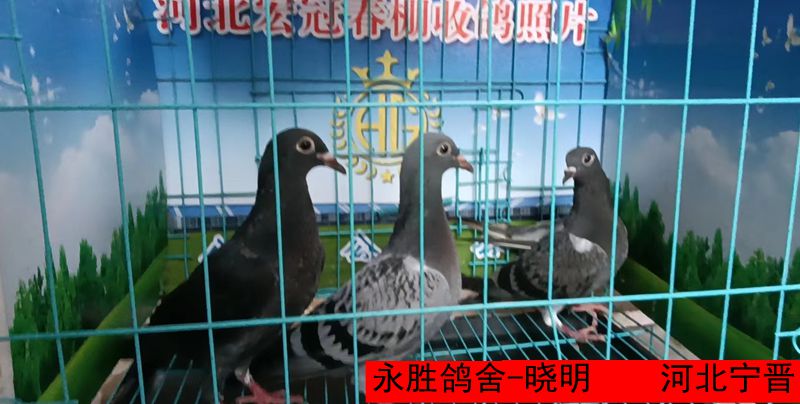永胜鸽舍 晓明
