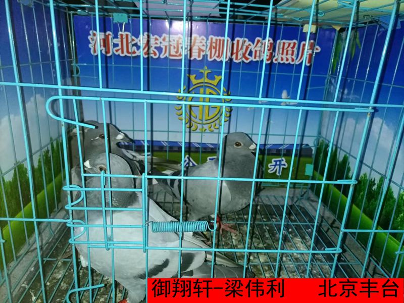 御翔轩 梁伟利