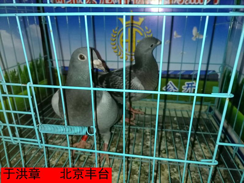 于洪章