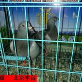 BlueVw