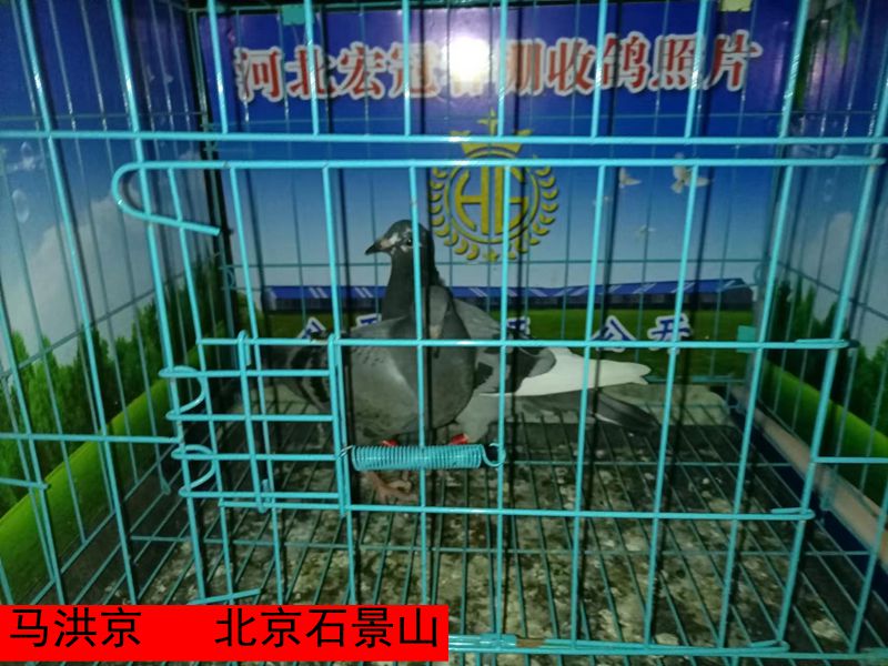 马洪京