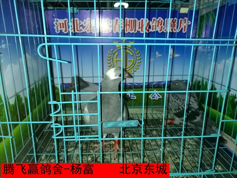 腾飞赢鸽舍 杨富