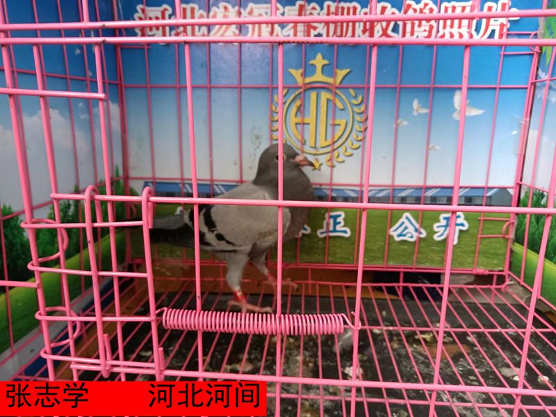 张志学