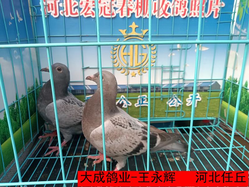 大成鸽业 王永辉