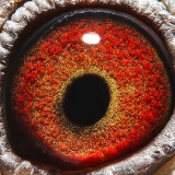 BgaUhU