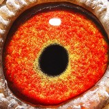 BgvIq4